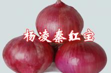 2011年秦红宝红皮洋葱品种 洋葱种子