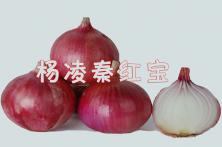 2011年秦红宝红皮洋葱品种 洋葱种子