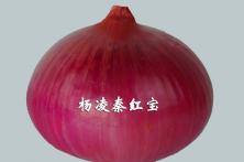 2011年秦红宝红皮洋葱品种 优质洋葱种子