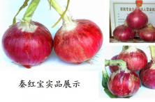 秦红宝洋葱种子实品展示