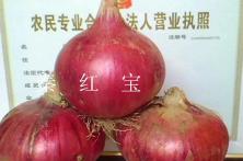 2012年秦红宝红皮洋葱品种 红皮洋葱种子