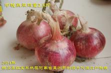 2014年秦红宝在河南省的长势表现 紫皮洋葱品种