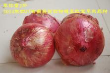 2014年秦红宝在河南省的长势表现 购买洋葱种子