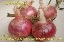 2014年秦红宝在河南省的长势表现 紫皮洋葱种子
