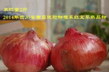 2014年秦红宝在河南省的长势表 宁夏洋葱种子
