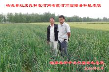 2014年秦红宝在河南省的长势表现 洋葱种植