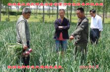 2014年秦红宝在河南省的长势表现 吉林洋葱种子