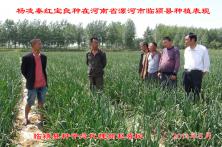 2014年秦红宝在河南省的长势表现 辽宁洋葱种子