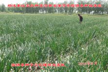 2014年秦红宝在河南省的长势表现 江苏洋葱种子