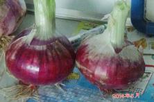 2014年秦红宝在河南省的长势表现 黑龙江洋葱种子