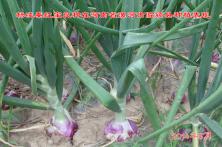 2014年秦红宝在河南省的长势表现 新疆洋葱种子