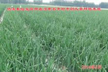 2014年秦红宝在河南省的长势表现 内蒙古洋葱种子