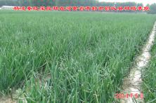 2014年秦红宝在河南省的长势表现 安徽洋葱种子