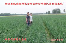 2014年秦红宝在河南省的长势表现 河北洋葱种子
