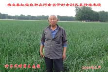 2014年秦红宝在河南省的长势表现 山西洋葱种子