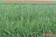 2014年秦红宝在河南省的长势表现 山东洋葱种子