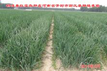 2014年秦红宝在河南省的长势表现 葱头品种