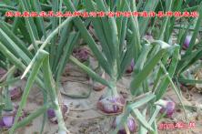 2014年秦红宝在河南省的长势表现 葱头种子