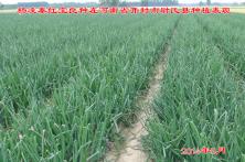 2014年秦红宝在河南省的长势表现 葱头