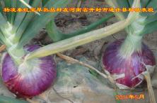 2014年秦红宝在河南省的长势表现 杨凌洋葱种子