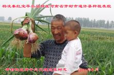 2014年秦红宝在河南省的长势表现 陕西洋葱厂家