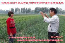 2014年秦红宝在河南省的长势表现 陕西洋葱品种