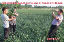 2014年秦红宝在河南省的长势表现 陕西洋葱种子