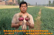 2014年秦红宝在河南省的长势表现 河南洋葱种子批发