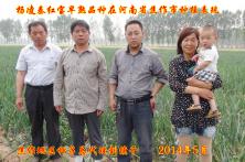 2014年秦红宝在河南省的长势表现 红皮洋葱种子