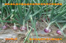 2014年秦红宝在河南省的长势表现 河南洋葱种子厂家