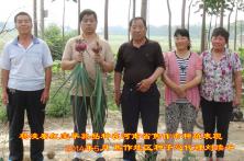 2014年秦红宝在河南省的长势表现 河南洋葱品种
