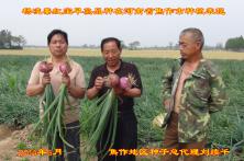 2014年秦红宝在河南省的长势表现 河南洋葱种子