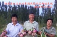 2014年秦红宝在甘肃酒泉徐州区表现 甘肃洋葱种子