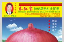 2014年洋葱种子早熟包装袋