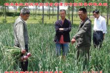 2014年秦红宝在河南省的长势表现 红葱品种