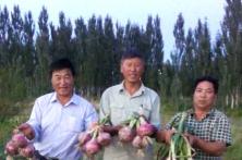 2015秦红宝种植表现 洋葱种子厂家