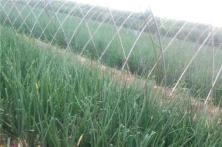 2015秦红宝种植表现 洋葱种子价格