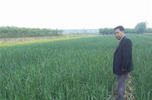 2015秦红宝种植表现 洋葱种子品种