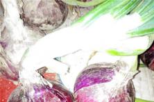 2015秦红宝种植表现 红皮洋葱种子