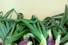 2015秦红宝种植表现 洋葱种子批发