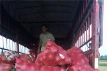 2015秦红宝种植表现 洋葱种子