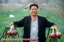 2015秦红宝种植表现 洋葱种子