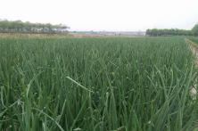 2015秦红宝种植表现 洋葱种子