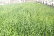 2015秦红宝种植表现 红皮洋葱种子