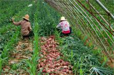 2015秦红宝种植表现 红皮洋葱种子