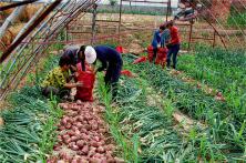 2015秦红宝种植表现 红皮洋葱种子