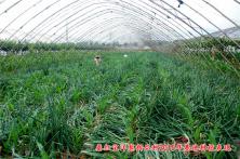 2015秦红宝种植表现 红皮洋葱种子