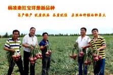 秦红宝洋葱种植技术