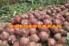 秦红宝 洋葱种子 推广基地