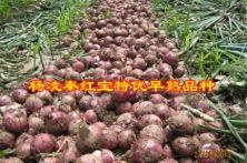 杨凌秦红宝洋葱新品种早熟 中熟红皮圆葱